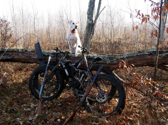 Willow keeps a lookout to protect the bikes. Or maybe she sees a squirrel.